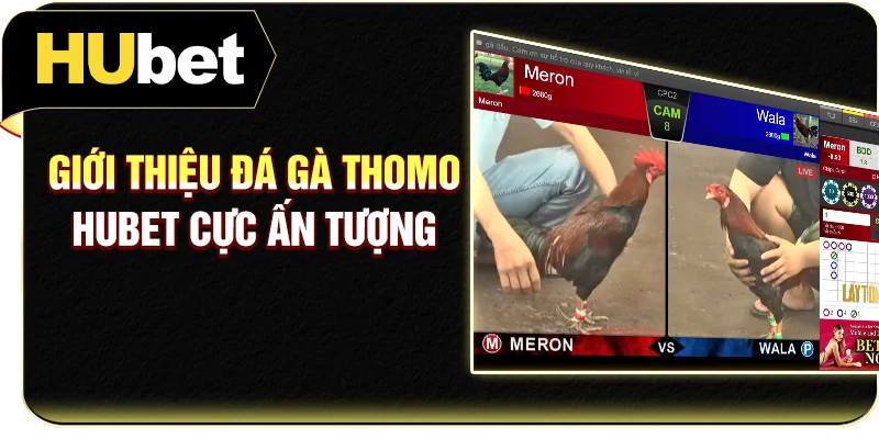 Giới thiệu đá gà Thomo Hubet cực ấn tượng