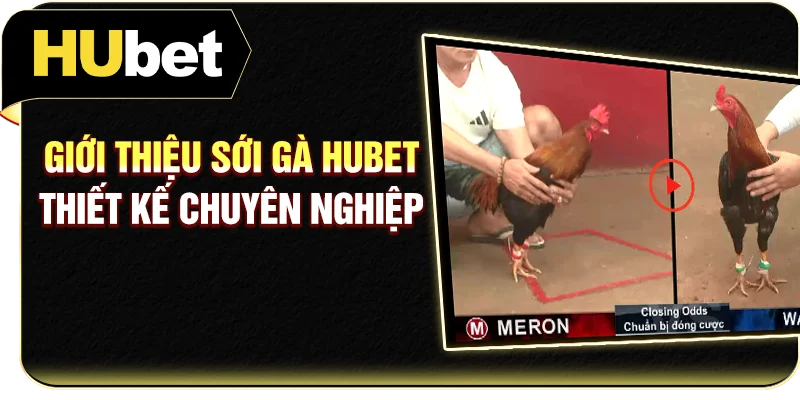 Giới thiệu sới gà Hubet thiết kế chuyên nghiệp