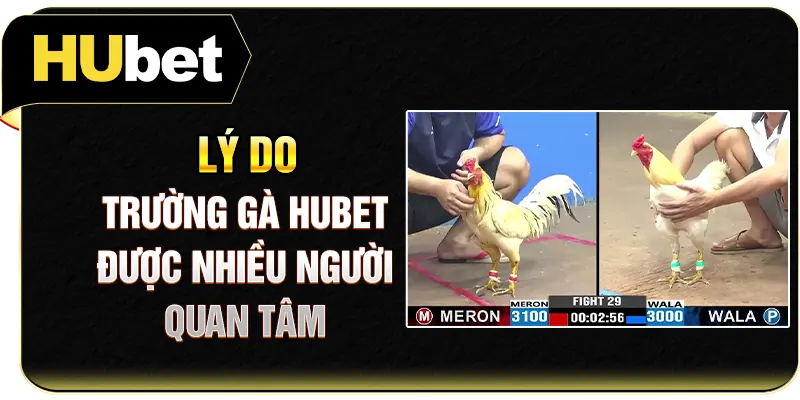 Lý do trường gà Hubet được nhiều người quan tâm