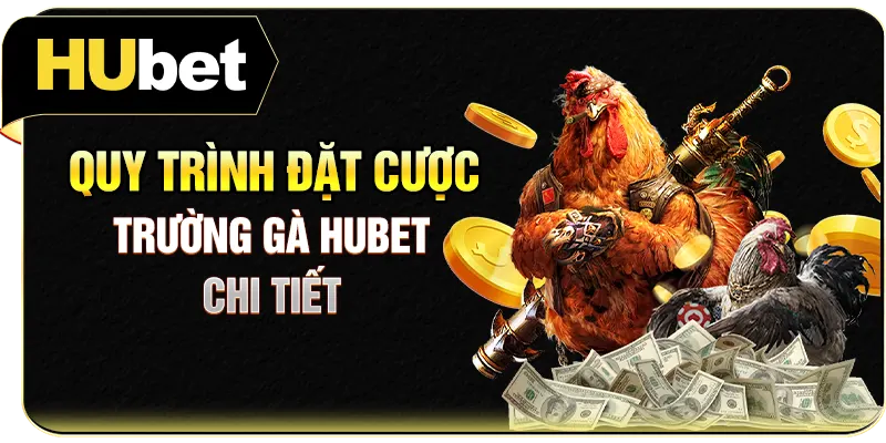 Quy trình đặt cược trường gà Hubet chi tiết