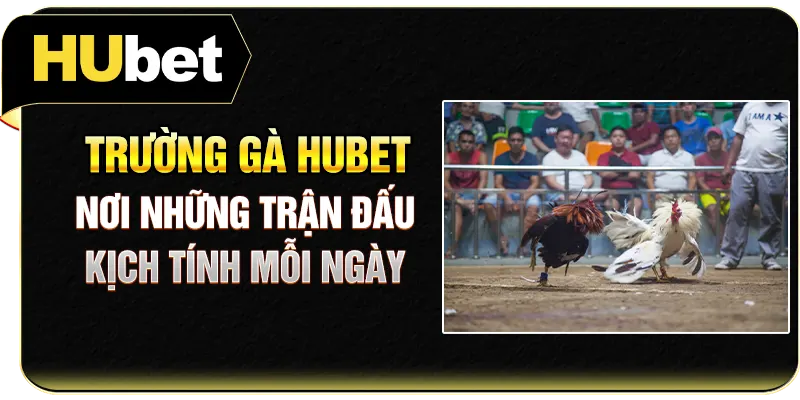 Trường Gà Hubet - Nơi Những Trận Đấu Kịch Tính Mỗi Ngày